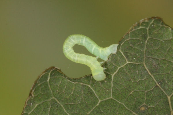 Lobophora halterata: Bild 16