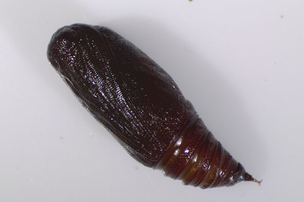 Lobophora halterata: Bild 22