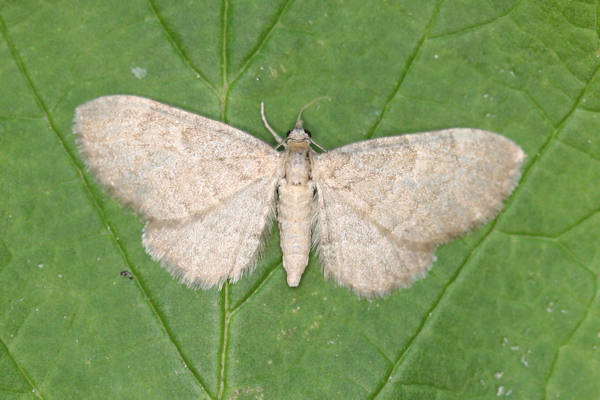 Eupithecia immundata: Bild 6