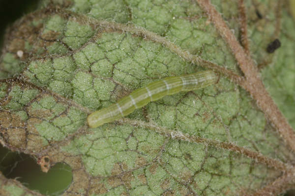 Pseudopanthera macularia: Bild 17