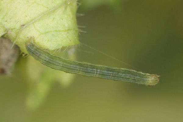 Pseudopanthera macularia: Bild 21