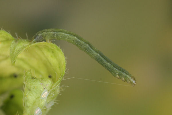 Pseudopanthera macularia: Bild 22