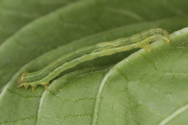 Pseudopanthera macularia: Bild 30