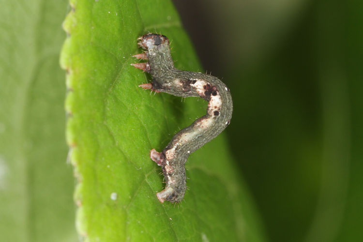 Ligdia adustata: Bild 17