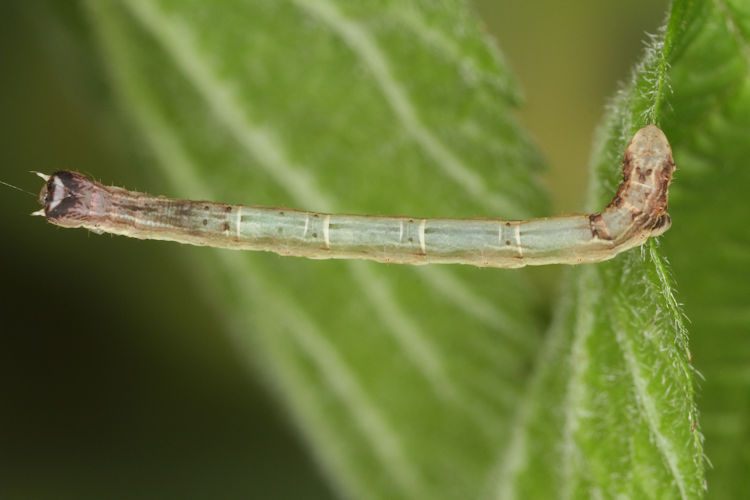 Angerona prunaria: Bild 18