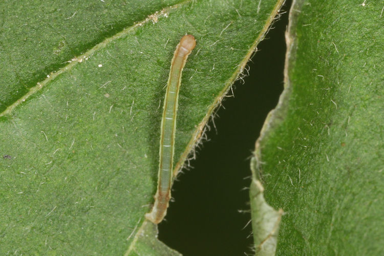 Angerona prunaria: Bild 8