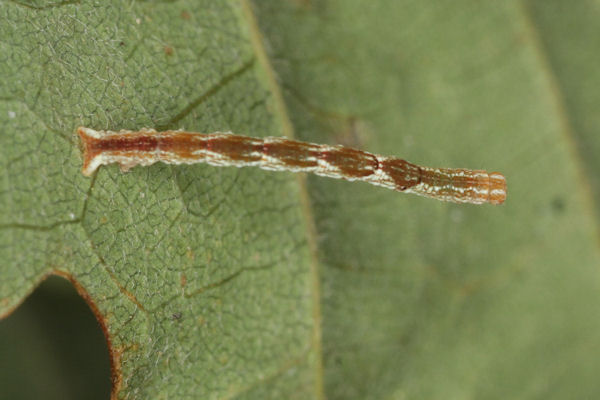 Cyclophora punctaria: Bild 16