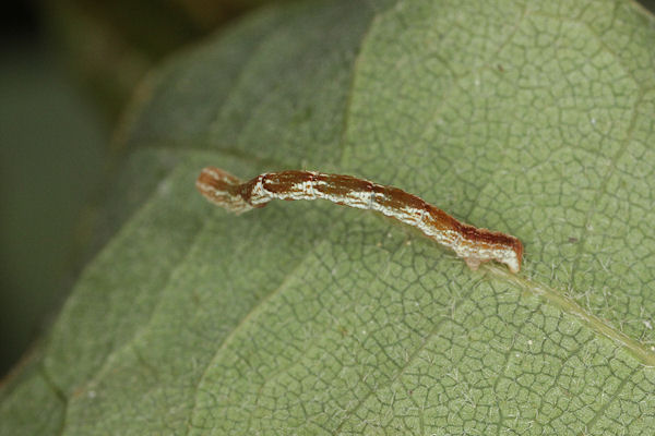 Cyclophora punctaria: Bild 17