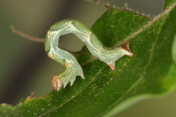 Cyclophora punctaria: Bild 35