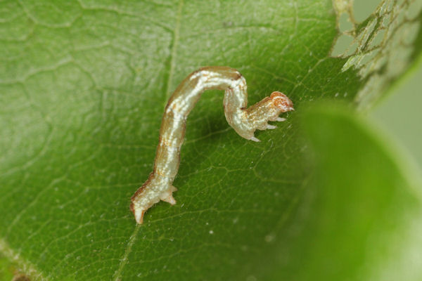Cyclophora punctaria: Bild 22