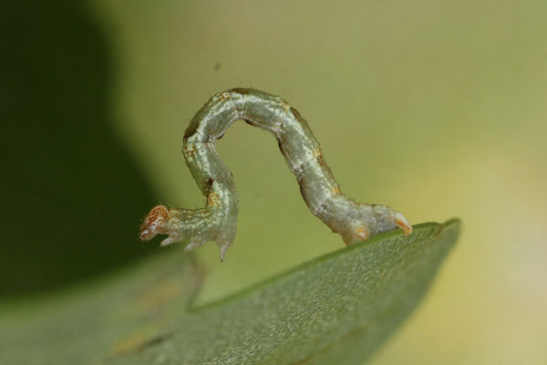 Cyclophora punctaria: Bild 24