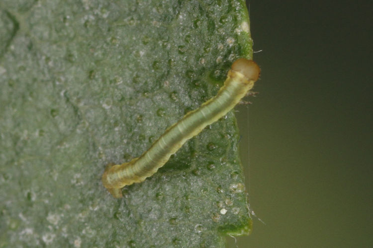 Parectropis similaria: Bild 6