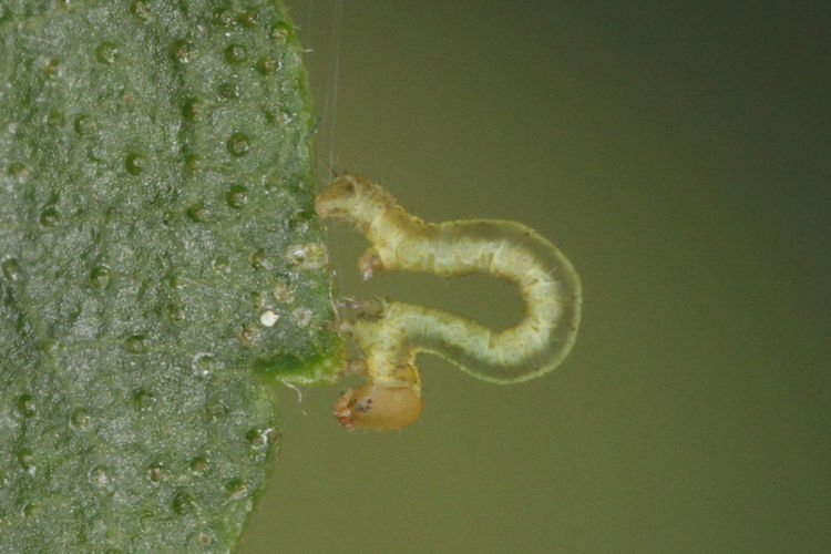 Parectropis similaria: Bild 8
