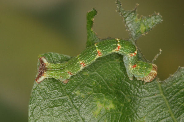 Cyclophora punctaria: Bild 48