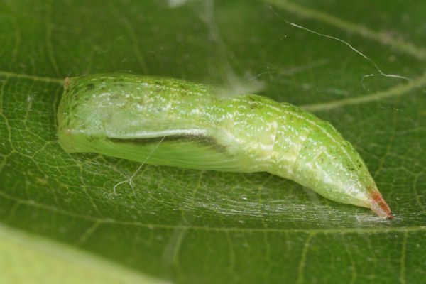 Cyclophora punctaria: Bild 55