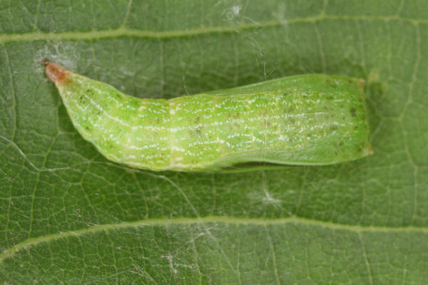 Cyclophora punctaria: Bild 56