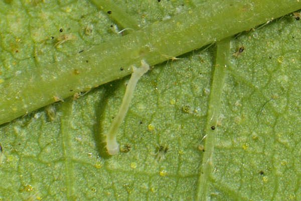 Eupithecia assimilata: Bild 6