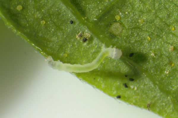 Eupithecia assimilata: Bild 7