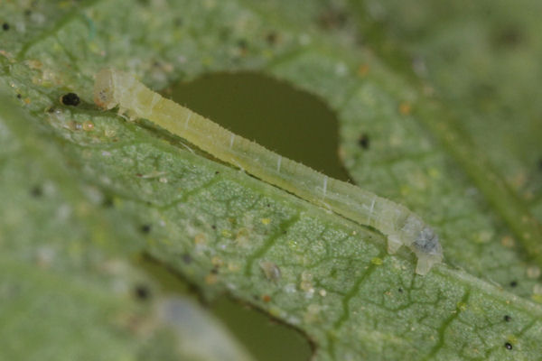 Eupithecia assimilata: Bild 13