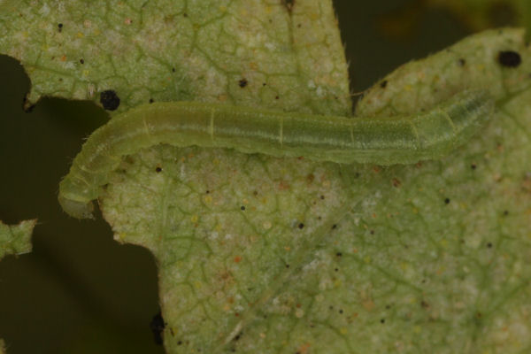 Eupithecia assimilata: Bild 19