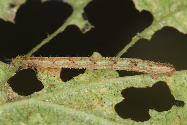 Eupithecia assimilata: Bild 21