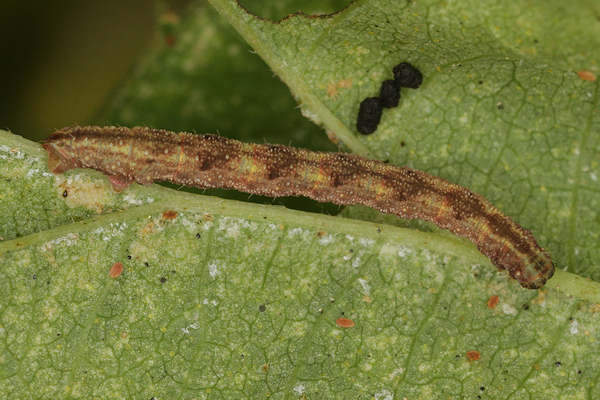 Eupithecia assimilata: Bild 28