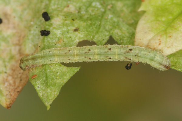 Eupithecia assimilata: Bild 29