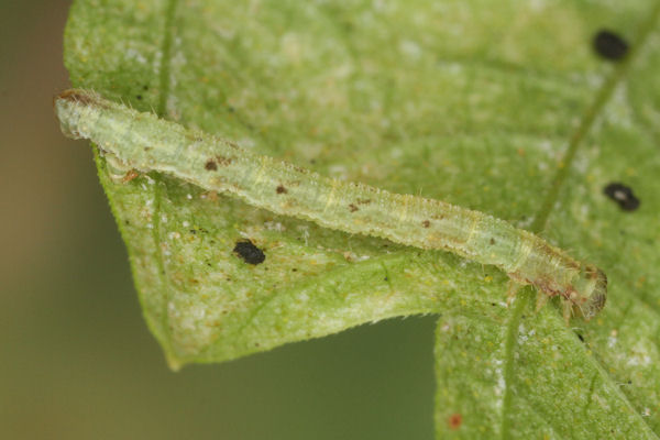 Eupithecia assimilata: Bild 31