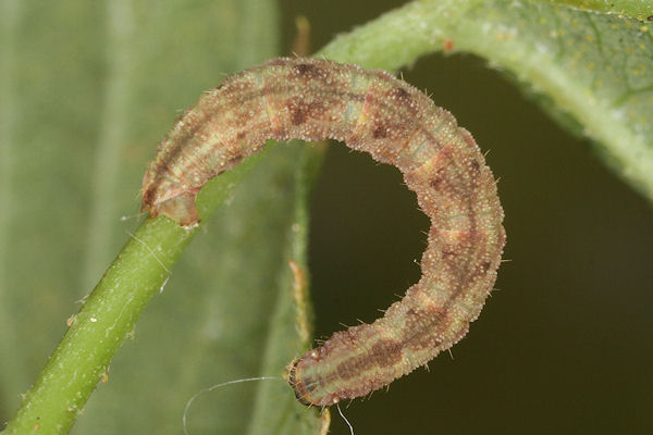 Eupithecia assimilata: Bild 33