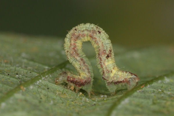 Eupithecia assimilata: Bild 36