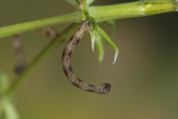 Idaea pallidata: Bild 6