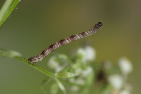 Idaea pallidata: Bild 7