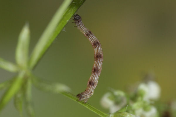 Idaea pallidata: Bild 8