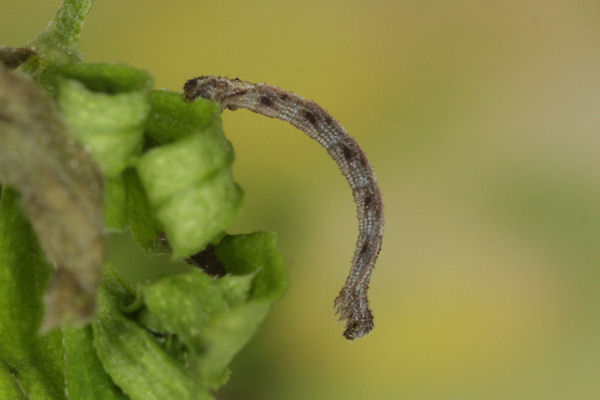 Idaea pallidata: Bild 9