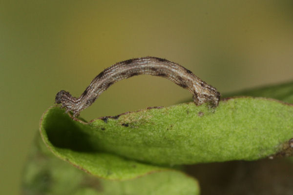 Idaea pallidata: Bild 10