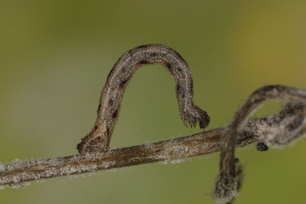 Idaea pallidata: Bild 11