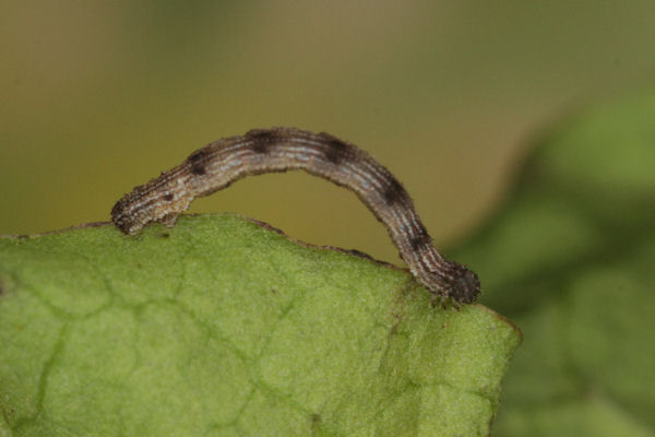 Idaea pallidata: Bild 12