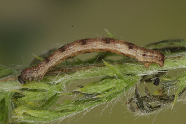 Idaea pallidata: Bild 13