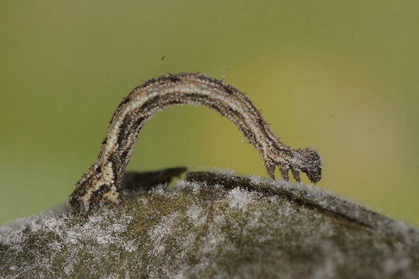 Idaea pallidata: Bild 14