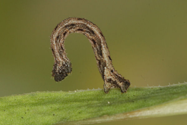 Idaea pallidata: Bild 15