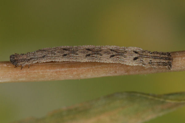 Idaea pallidata: Bild 17