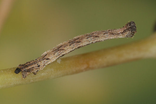 Idaea pallidata: Bild 18