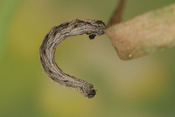 Idaea pallidata: Bild 19