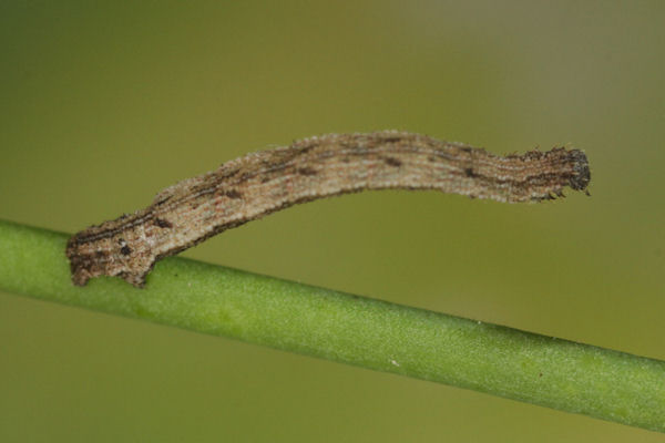 Idaea pallidata: Bild 20