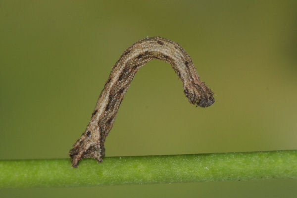 Idaea pallidata: Bild 21