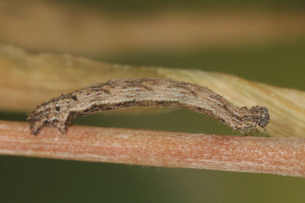 Idaea pallidata: Bild 22