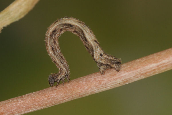 Idaea pallidata: Bild 23