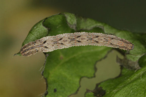 Idaea pallidata: Bild 24