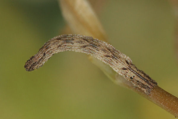 Idaea pallidata: Bild 25