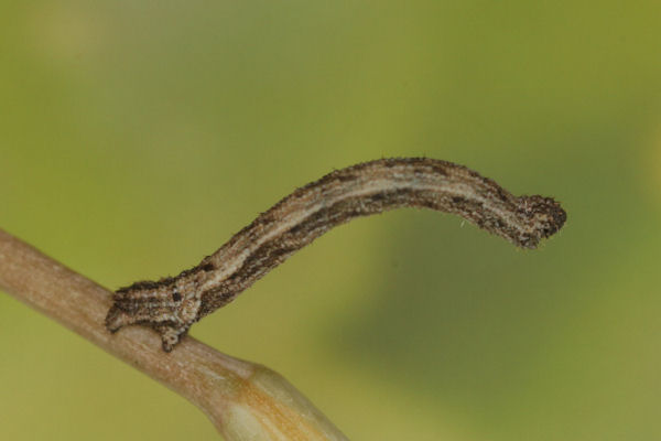 Idaea pallidata: Bild 26